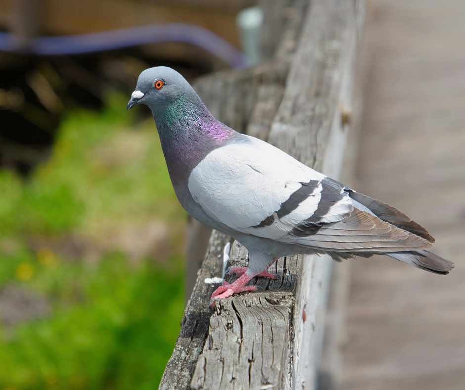 تركيب طارد الحمام في الشارقة